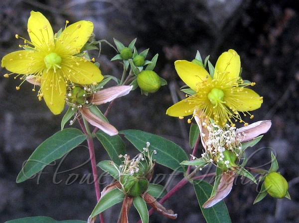 Loosestrife Hypericum